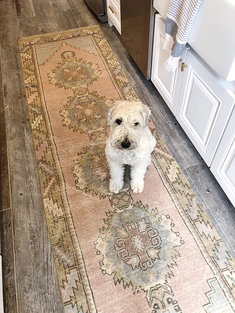 dog sitting a kitchen rug from favorite Rug Shops