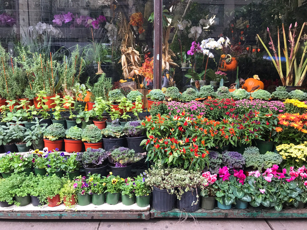 where to buy plants in NYC